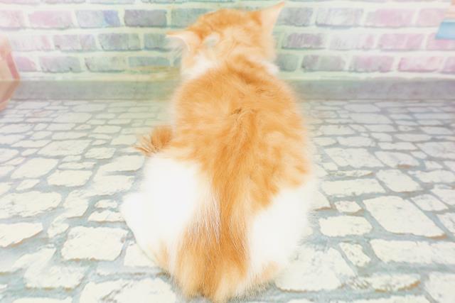 東京都のラガマフィン (Coo&RIKU練馬店/2026年6月24日生まれ/男の子/レッドタビーホワイト)の子猫の4枚目の画像