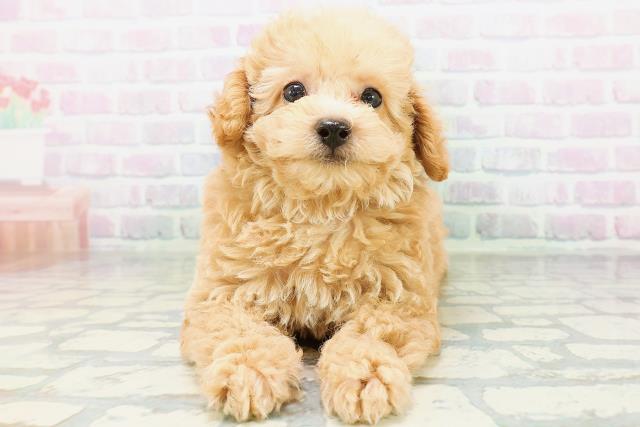 北海道のトイプードル(トイ) (Coo&RIKU室蘭店/2026年6月25日生まれ/男の子/ペールフォーン)の子犬の1枚目の画像
