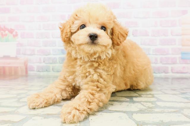 北海道のトイプードル(トイ) (Coo&RIKU室蘭店/2026年6月25日生まれ/男の子/ペールフォーン)の子犬の2枚目の画像
