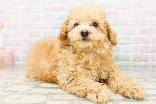 北海道のトイプードル(トイ) (Coo&RIKU室蘭店/2026年6月25日生まれ/男の子/ペールフォーン)の子犬の3枚目の画像