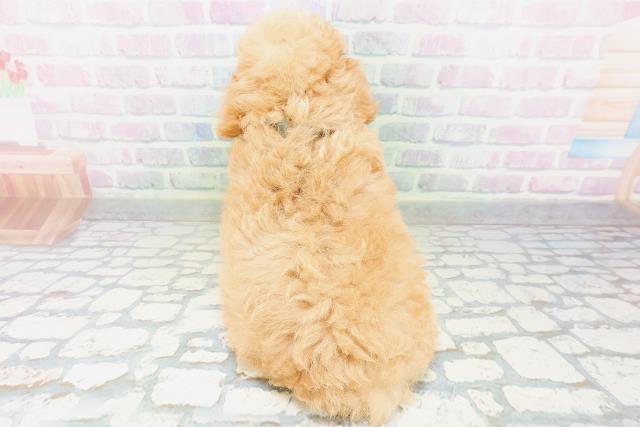 北海道のトイプードル(トイ) (Coo&RIKU室蘭店/2026年6月25日生まれ/男の子/ペールフォーン)の子犬の4枚目の画像