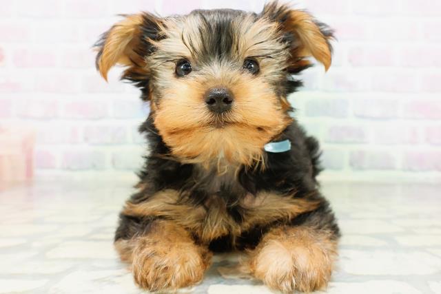 北海道のヨークシャーテリア (Coo&RIKU旭川店/2026年6月24日生まれ/男の子/スチールブルータン)の子犬の1枚目の画像