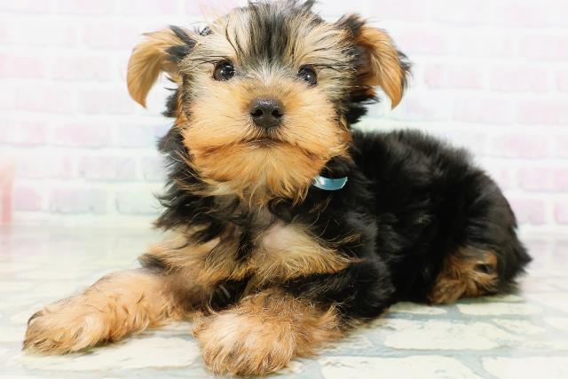 北海道のヨークシャーテリア (Coo&RIKU旭川店/2026年6月24日生まれ/男の子/スチールブルータン)の子犬の2枚目の画像