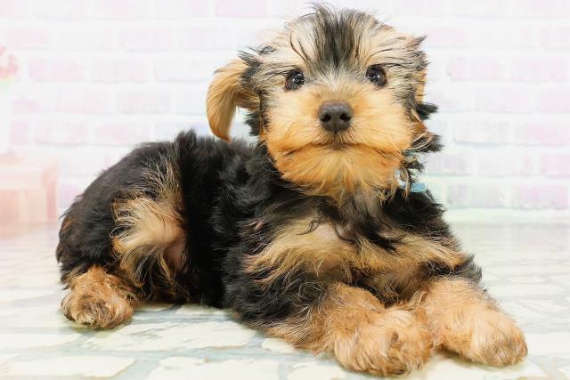 北海道のヨークシャーテリア (Coo&RIKU旭川店/2026年6月24日生まれ/男の子/スチールブルータン)の子犬の3枚目の画像