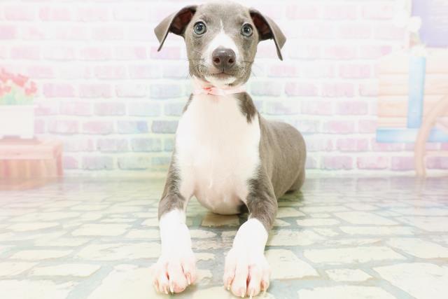 福島県のイタリアングレーハウンド (Coo&RIKUいわき店/2026年6月25日生まれ/女の子/ブルーホワイト)の子犬の1枚目の画像