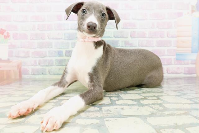 福島県のイタリアングレーハウンド (Coo&RIKUいわき店/2026年6月25日生まれ/女の子/ブルーホワイト)の子犬の2枚目の画像