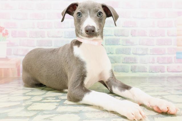福島県のイタリアングレーハウンド (Coo&RIKUいわき店/2026年6月25日生まれ/女の子/ブルーホワイト)の子犬の3枚目の画像