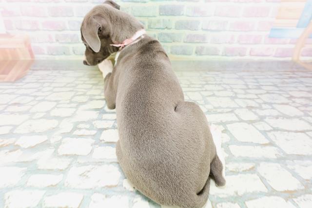 福島県のイタリアングレーハウンド (Coo&RIKUいわき店/2026年6月25日生まれ/女の子/ブルーホワイト)の子犬の4枚目の画像