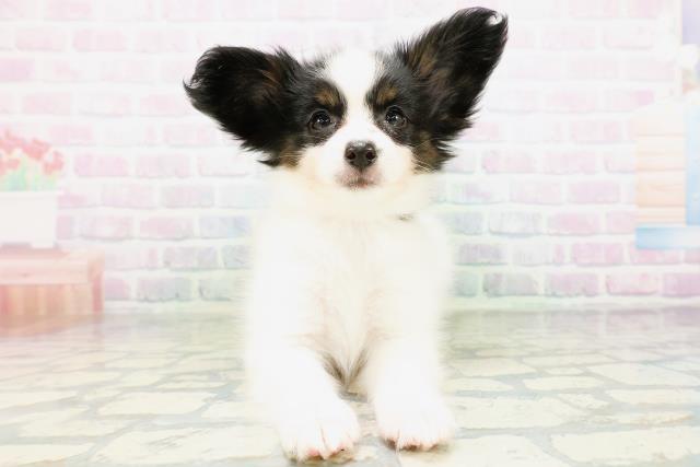 岡山県のパピヨン (Coo&RIKU岡山店/2026年6月27日生まれ/女の子/トライカラー)の子犬の1枚目の画像