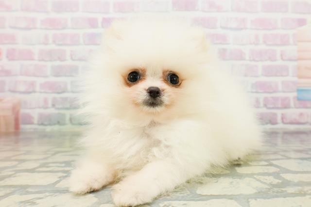 沖縄県のポメラニアン (Coo&RIKUイオン北谷店/2026年6月12日生まれ/女の子/クリーム)の子犬の2枚目の画像