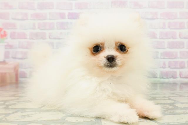沖縄県のポメラニアン (Coo&RIKUイオン北谷店/2026年6月12日生まれ/女の子/クリーム)の子犬の3枚目の画像