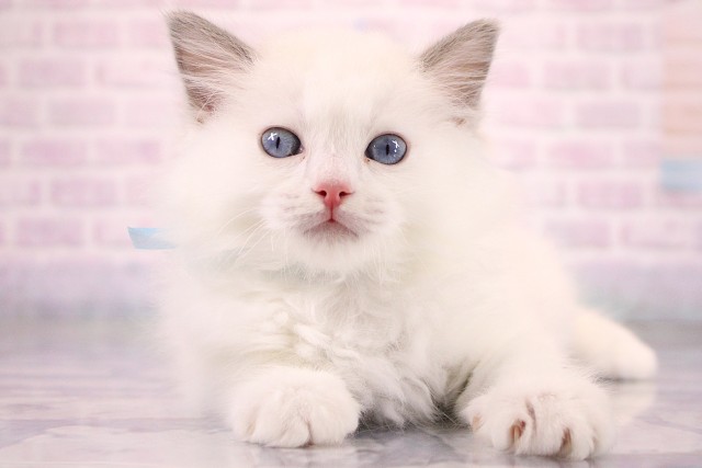 大阪府のラグドール (Coo&RIKU枚方店/2026年6月23日生まれ/男の子/ブルーポイントバイカラー)の子猫の1枚目の画像