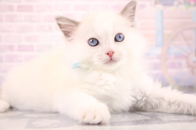 大阪府のラグドール (Coo&RIKU枚方店/2026年6月23日生まれ/男の子/ブルーポイントバイカラー)の子猫の2枚目の画像