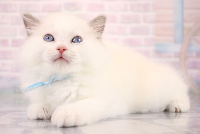 大阪府のラグドール (Coo&RIKU枚方店/2026年6月23日生まれ/男の子/ブルーポイントバイカラー)の子猫の3枚目の画像