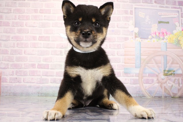 大阪府の豆柴 (Coo&RIKU枚方店/2026年6月24日生まれ/男の子/黒)の子犬の1枚目の画像