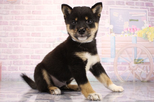 大阪府の豆柴 (Coo&RIKU枚方店/2026年6月24日生まれ/男の子/黒)の子犬の2枚目の画像