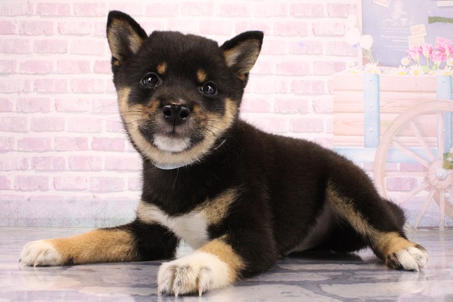 大阪府の豆柴 (Coo&RIKU枚方店/2026年6月24日生まれ/男の子/黒)の子犬の3枚目の画像