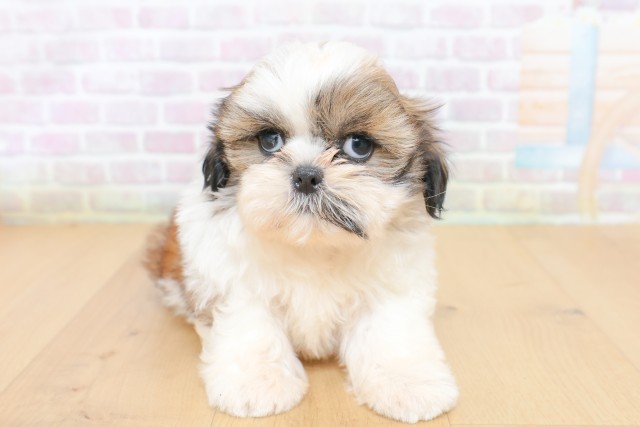 東京都のシーズー (Coo&RIKU福生店/2026年6月26日生まれ/女の子/ゴールドホワイト)の子犬の1枚目の画像