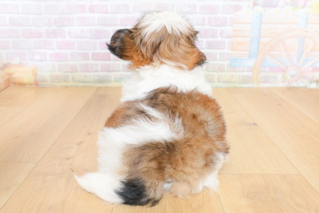 東京都のシーズー (Coo&RIKU福生店/2026年6月26日生まれ/女の子/ゴールドホワイト)の子犬の4枚目の画像