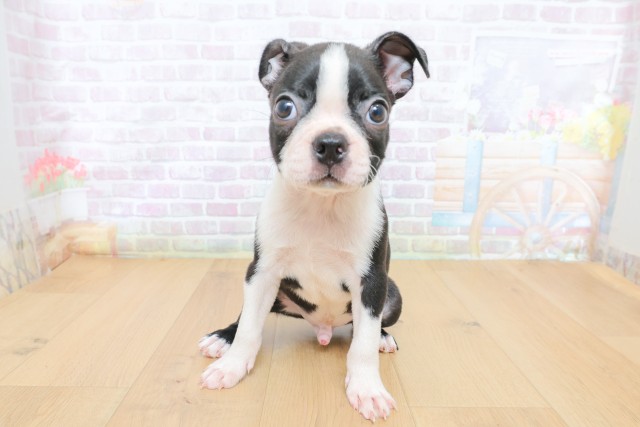秋田県のボストンテリア (Coo&RIKU秋田店/2026年6月26日生まれ/男の子/ボストンカラー)の子犬の1枚目の画像