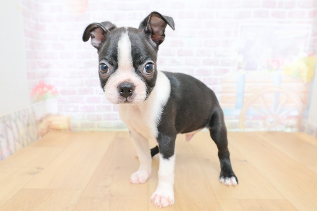 秋田県のボストンテリア (Coo&RIKU秋田店/2026年6月26日生まれ/男の子/ボストンカラー)の子犬の2枚目の画像