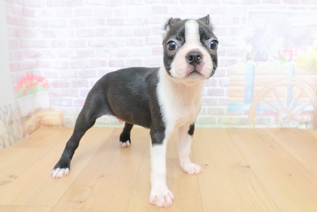 秋田県のボストンテリア (Coo&RIKU秋田店/2026年6月26日生まれ/男の子/ボストンカラー)の子犬の3枚目の画像