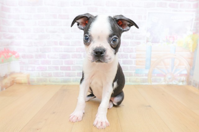 東京都のボストンテリア (Coo&RIKU八王子西店/2026年6月26日生まれ/女の子/ボストンカラー)の子犬の1枚目の画像