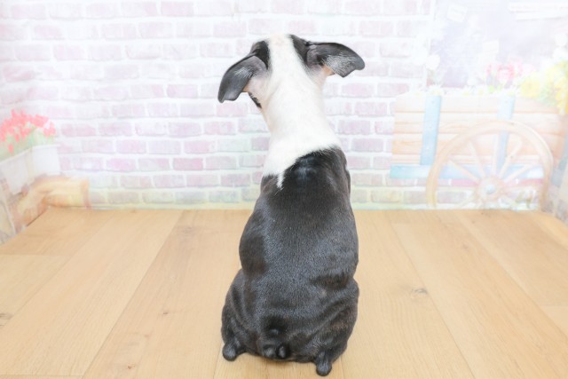 東京都のボストンテリア (Coo&RIKU八王子西店/2026年6月26日生まれ/女の子/ボストンカラー)の子犬の4枚目の画像