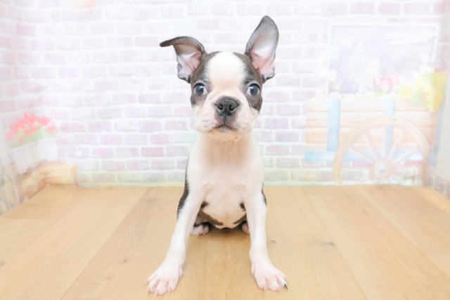神奈川県のボストンテリア (Coo&RIKU秦野店/2026年6月26日生まれ/女の子/ボストンカラー)の子犬の1枚目の画像