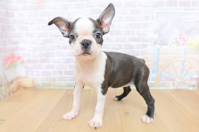 神奈川県のボストンテリア (Coo&RIKU秦野店/2026年6月26日生まれ/女の子/ボストンカラー)の子犬の2枚目の画像