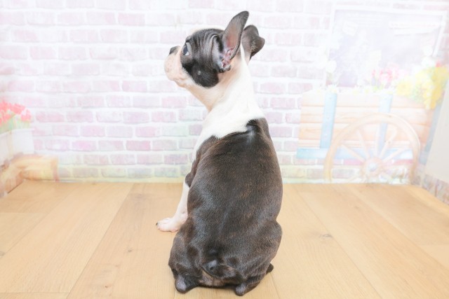 神奈川県のボストンテリア (Coo&RIKU秦野店/2026年6月26日生まれ/女の子/ボストンカラー)の子犬の4枚目の画像