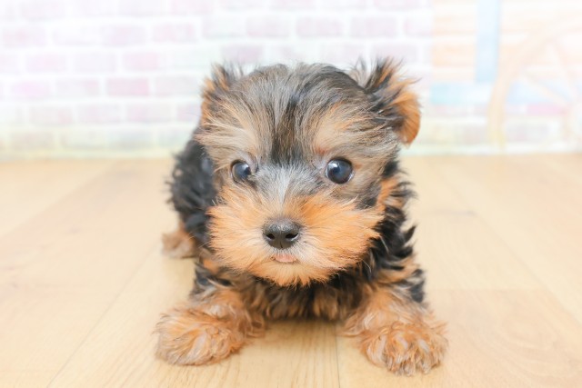 山形県のヨークシャーテリア (Coo&RIKU山形店/2026年6月27日生まれ/女の子/スチールブルータン)の子犬の1枚目の画像