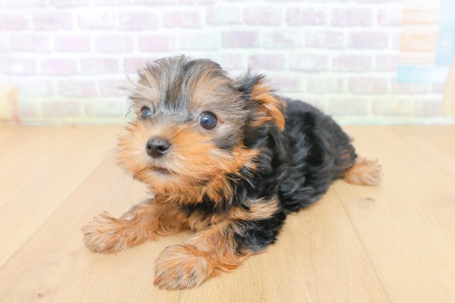 山形県のヨークシャーテリア (Coo&RIKU山形店/2026年6月27日生まれ/女の子/スチールブルータン)の子犬の2枚目の画像
