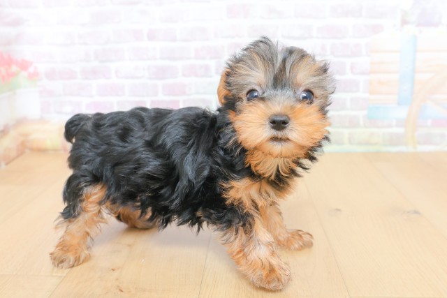 山形県のヨークシャーテリア (Coo&RIKU山形店/2026年6月27日生まれ/女の子/スチールブルータン)の子犬の3枚目の画像