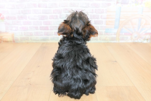 山形県のヨークシャーテリア (Coo&RIKU山形店/2026年6月27日生まれ/女の子/スチールブルータン)の子犬の4枚目の画像