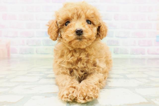 新潟県のトイプードル(トイ) (Coo&RIKU上越店/2026年6月15日生まれ/女の子/アプリコット)の子犬の1枚目の画像