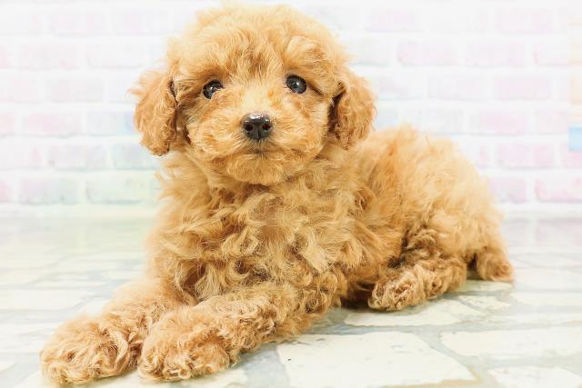 新潟県のトイプードル(トイ) (Coo&RIKU上越店/2026年6月15日生まれ/女の子/アプリコット)の子犬の2枚目の画像