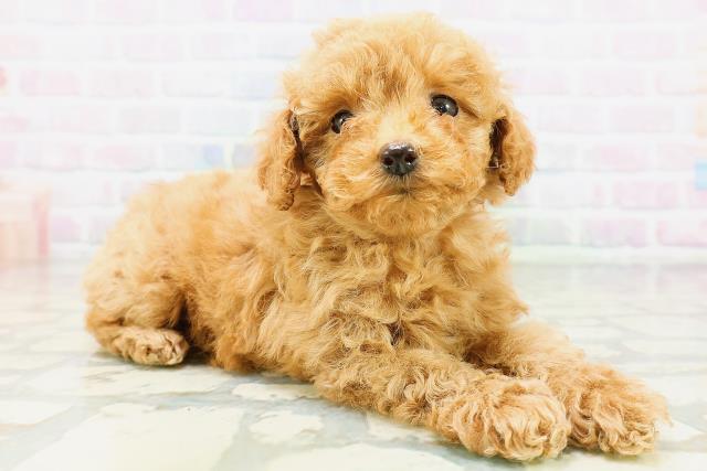 新潟県のトイプードル(トイ) (Coo&RIKU上越店/2026年6月15日生まれ/女の子/アプリコット)の子犬の3枚目の画像