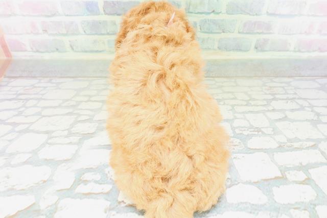 新潟県のトイプードル(トイ) (Coo&RIKU上越店/2026年6月15日生まれ/女の子/アプリコット)の子犬の4枚目の画像