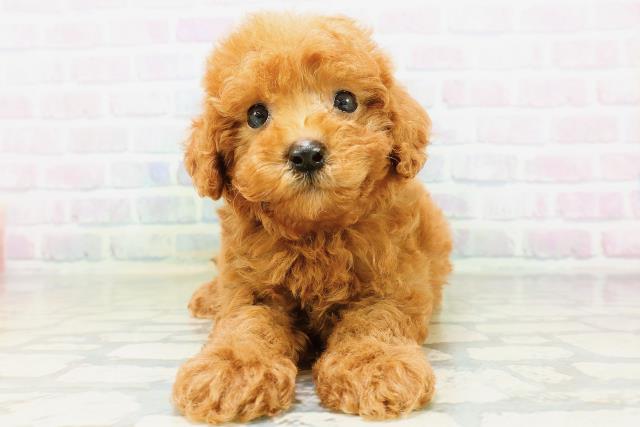 宮城県のトイプードル(トイ) (Coo&RIKUイオンタウン古川店/2026年6月28日生まれ/男の子/レッド)の子犬の1枚目の画像