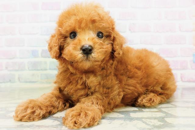 宮城県のトイプードル(トイ) (Coo&RIKUイオンタウン古川店/2026年6月28日生まれ/男の子/レッド)の子犬の2枚目の画像