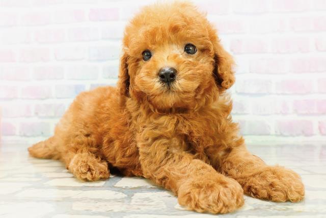 宮城県のトイプードル(トイ) (Coo&RIKUイオンタウン古川店/2026年6月28日生まれ/男の子/レッド)の子犬の3枚目の画像