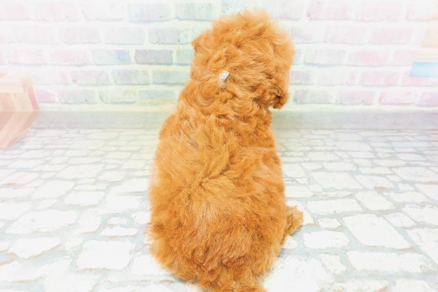 宮城県のトイプードル(トイ) (Coo&RIKUイオンタウン古川店/2026年6月28日生まれ/男の子/レッド)の子犬の4枚目の画像