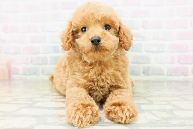 北海道のトイプードル(トイ) (Coo&RIKU岩見沢店/2026年6月28日生まれ/男の子/アプリコット)の子犬の1枚目の画像