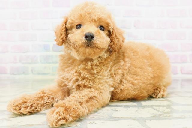 北海道のトイプードル(トイ) (Coo&RIKU岩見沢店/2026年6月28日生まれ/男の子/アプリコット)の子犬の2枚目の画像