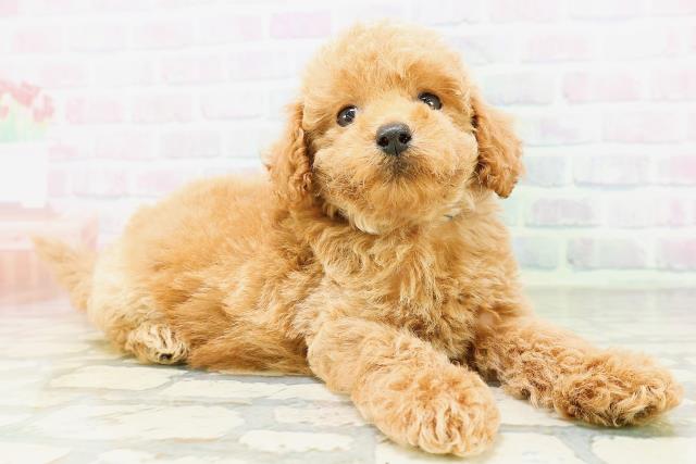 北海道のトイプードル(トイ) (Coo&RIKU岩見沢店/2026年6月28日生まれ/男の子/アプリコット)の子犬の3枚目の画像