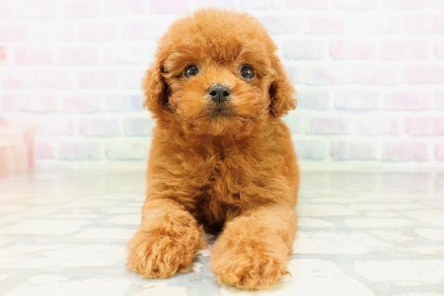 北海道のトイプードル(トイ) (Coo&RIKU旭川店/2026年6月28日生まれ/女の子/レッド)の子犬の1枚目の画像