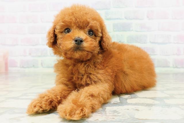 北海道のトイプードル(トイ) (Coo&RIKU旭川店/2026年6月28日生まれ/女の子/レッド)の子犬の2枚目の画像