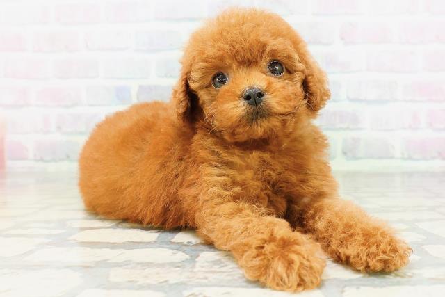 北海道のトイプードル(トイ) (Coo&RIKU旭川店/2026年6月28日生まれ/女の子/レッド)の子犬の3枚目の画像