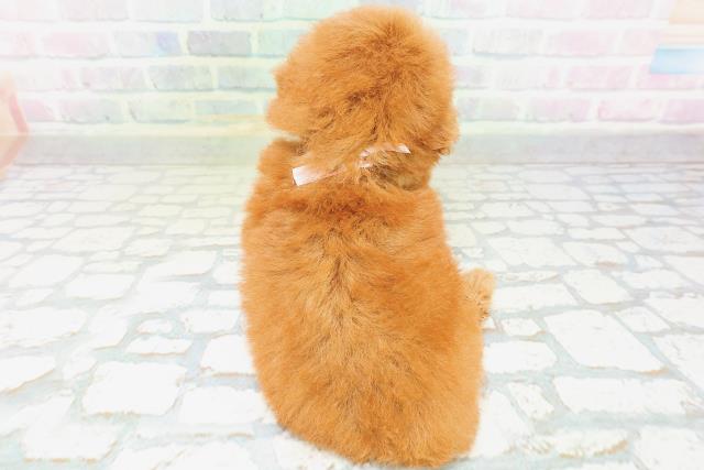 北海道のトイプードル(トイ) (Coo&RIKU旭川店/2026年6月28日生まれ/女の子/レッド)の子犬の4枚目の画像